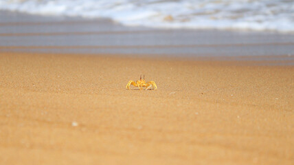 Crab in beach sand