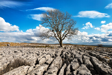lone tree on malham limestone pavement, yorkshire dales, england