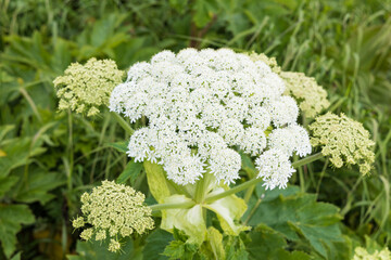 夏の礼文島風景