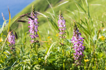 夏の礼文島風景