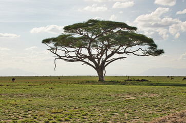 Landschaftsbilder aus dem Nationalpark Tsavo Ost Tsavo West und Amboseli