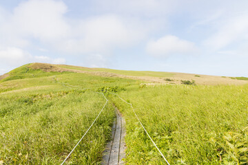 夏の礼文島風景