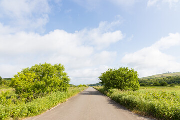 夏の礼文島風景