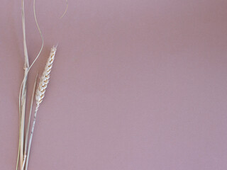 Wheat plant on brown background