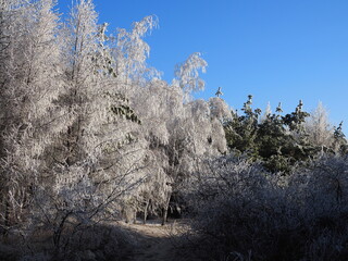 winter forest with trees covered snow. Frozen bare branches of trees