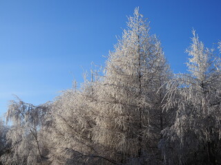 Elegant snow-covered larch among the tundra against the blue sky. A beautiful picture on the theme of a winter fairy tale, northern beauty, Christmas and new year for a postcard, calendar or booklet.