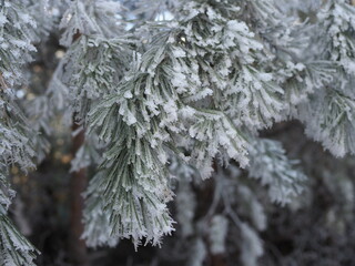 Winter. Frost. Pine branches are covered with a thick layer of frosty frost. In kontrazhur, the frost glistens in the sun.