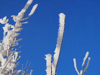 The sun peaks out from behind a tree branch covered with hoar frost on a sunny winter's morning.