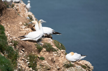 Northern gannet, morus bassanus, perched on cliffs