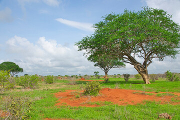 Landschaftsbilder aus dem Nationalpark Tsavo Ost Tsavo West und Amboseli