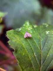 Brown moth on a leaf macro