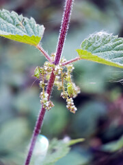 Plant bug on nettles