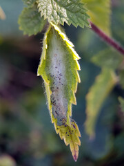 Insect nest on leaf