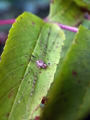 spider on leaf macro