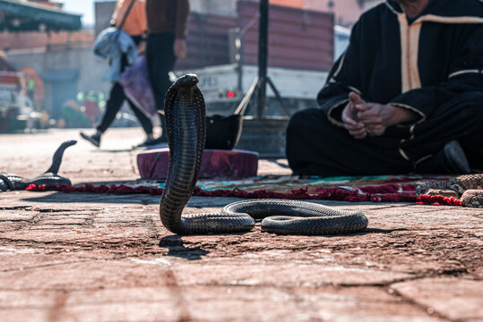 Cobra snake on city street with snale charmer sitting on carpet outdoors on a bright sunny day