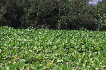 Foliage plants are wonderful nature