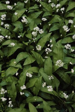 Wild Garlic
