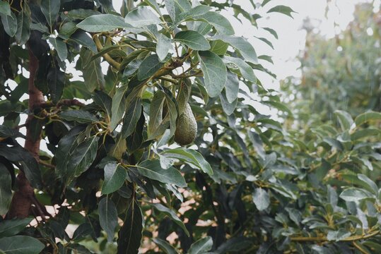 Avocado Tree