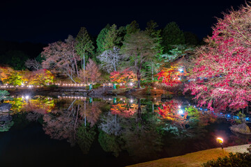 静岡県伊豆市修善寺　虹の郷　紅葉のライトアップ　リフレクション	