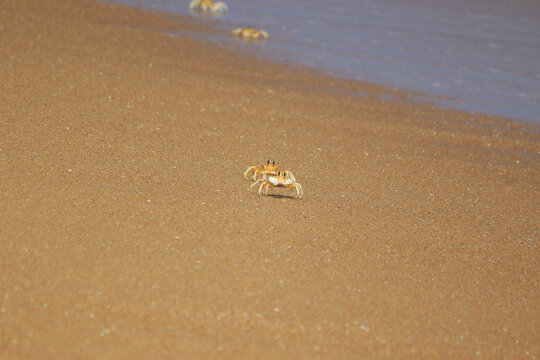 Crab in beach sand