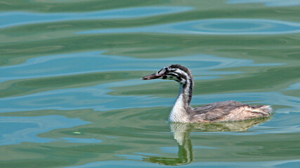 Juvenile Great Crested Grebe - Podiceps cristatus, Pamvotis Lake, Ioannina, NW Greece 