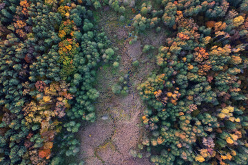 Swampy autumn forest aerial view. Natural background.