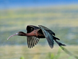 Glossy Ibis - Plegadis falcinellus, Crete