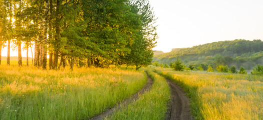 Dirt road through a green summer meadow.