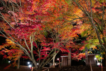 静岡県伊豆市修善寺　虹の郷の紅葉ライトアップ