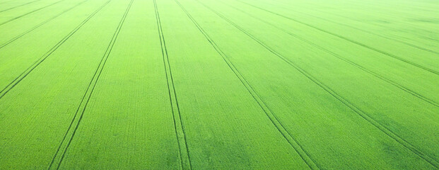 Spring green fields sown with agricultural crops. Drone view.