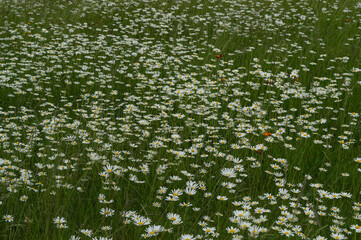 white and yellow marguerite in flower meadow in summer