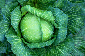 Obraz premium Big green cabbage on the farm. Vegetarian food background.