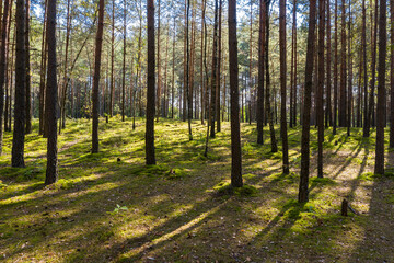 A summer pine forest landscape