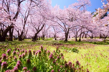 Naklejka premium 信州 満開の桜