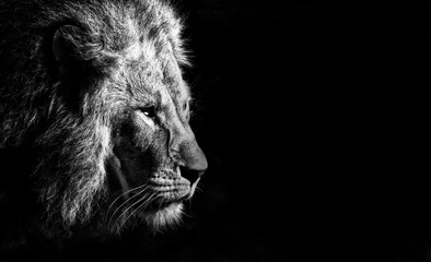 Fototapeta lion on black background	
 obraz