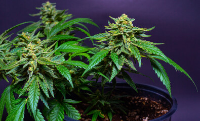 Fototapeta na wymiar close up of cannabis plants
