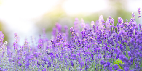 Naklejka premium Lavender flowers. Abstract natural purple background. close up