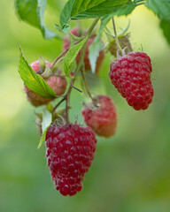 Red ripe and unripe raspberries on the bush.