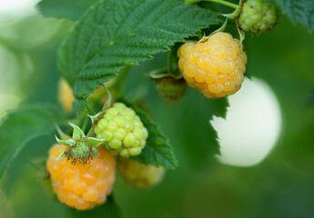 Yellow ripe and unripe raspberries on the bush.