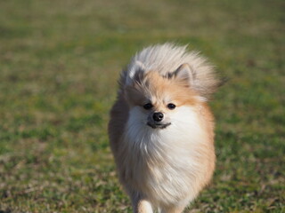 芝を駆けるポメラニアン