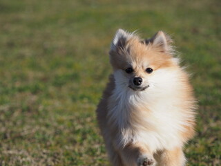 芝を駆けるポメラニアン