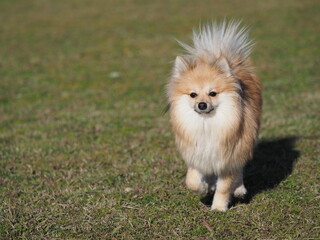 芝を駆けるポメラニアン