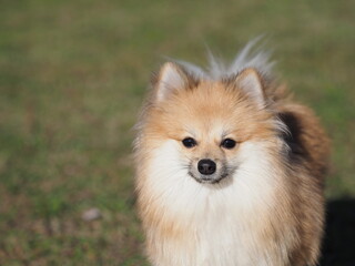 芝を駆けるポメラニアン