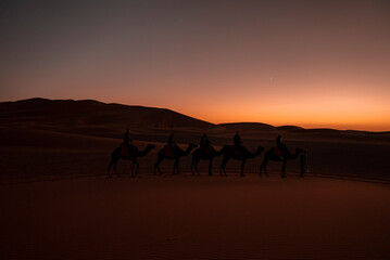 Fototapeta na wymiar Sahara, Morocco. October 10, 2021. Male guide leads camels caravan with tourists going through the sand in sahara desert during dusk, Tourists are riding camels in desert