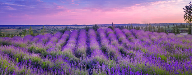 Fototapeta premium Blooming purple lavender on the field. Drone view.