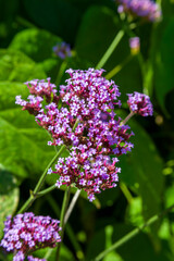 Verbena bonariensis a purple herbaceous perennial summer autumn flower plant commonly known as purple top or Argentinian vervain, stock photo image