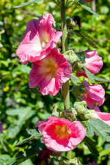 Fototapeta premium Alcea (althaea rosea) a pink summer tall flower plant commonly known Hollyhock stock photo image