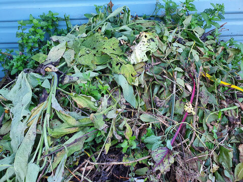 Rotting heap of vegetation garden waste to be recycled in the spring as compost and mulch for the vegetable patch after being allowed to decompose over the winter, stock photo image