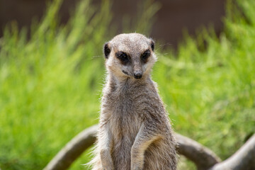 meerkat on guard