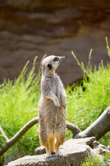 meerkat on guard